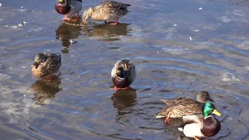 Ducks On Spring Ice 14