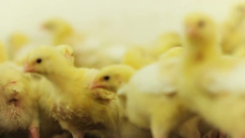 Funny Little Chickens Stand in Incubator on Farm