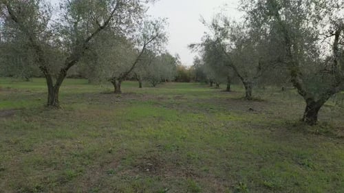 Drone flies through a row of olive trees