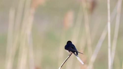 Small Colorful Bird Perched on Branch in Field