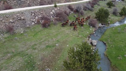 Wild Horse Run In Nature 2