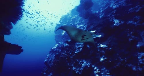 Manta Ray Gliding Gracefully Through Underwater Ocean Habitat