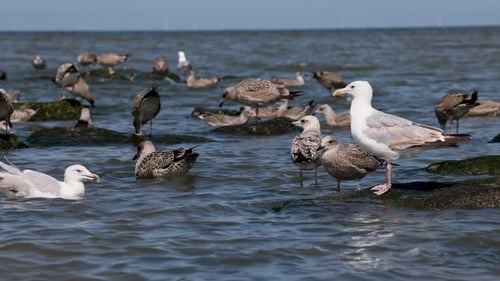 Das Video zeigt eine Gruppe von Möwen am Meer, die auf Felsen stehen und im Wasser waten.