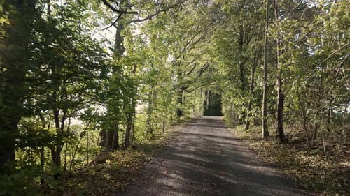 Tree-lined path in a deciduous forest during autumn, with sunlight filtering through the colorful le