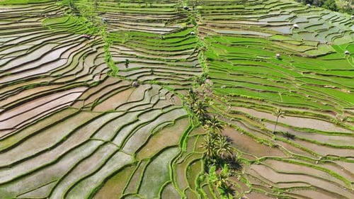 Rice field in Indonesia.