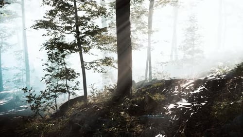 Rays of Sunlight Falling Into a Misty Forest