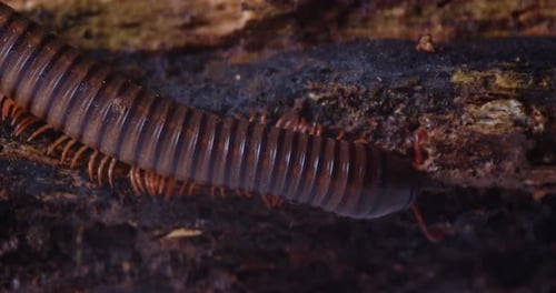 Beautiful close-up of a millipede walking over a dead piece of tree trunk in the rainforest.
