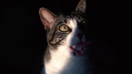 Close Up of Cat Licking its Face