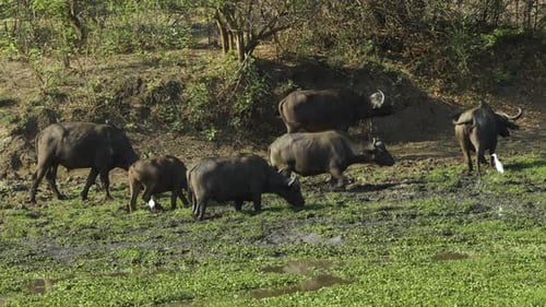 Siete búfalos del Cabo se adentran en un estanque fangoso cubierto de plantas acuáticas en la selva africana y los peces