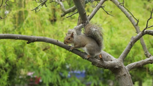 Grey Squirrel Perched On A Small Tree Branch Then