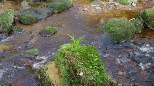 Paysage boisé. Petit ruisseau ou rivière qui serpente lentement à travers les rochers pour créer des cascades. Rivière