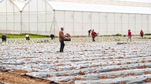 Agricultural Workers Harvesting Crops in a Rural Field