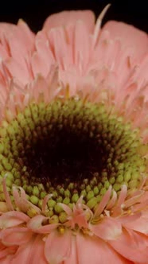 Close Up of Pink Petaled Flower