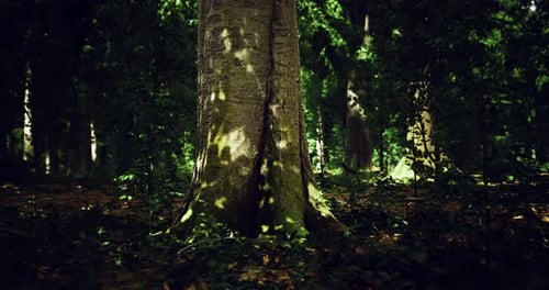 Sunlight Filtering Through Leaves in a Serene Forest Setting During Summer