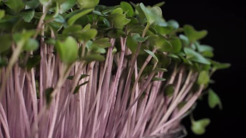 Close-Up of Purple Radish Sprouts with Green Leaves