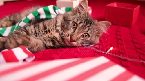 Cute Kitten with Green Scarf Next to Gifts