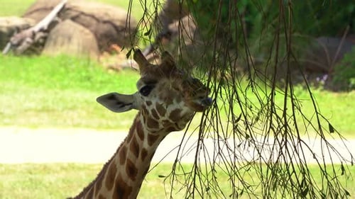 Giraffe grasst auf Gehölzen, Nahaufnahme des großen afrikanischen Hufsäugetiers, größtes Leben
