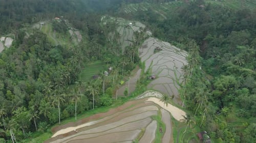 Drone view on the rice terraces of Bali, Indonesia