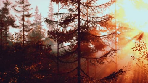 Sunlight Streaming Through a Dense Forest