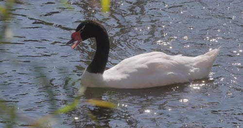 Schwarzhalsschwan schwimmt auf dem See. Der Schwarzhalsschwan (Cygnus melancoryphus
) ist eine Art von