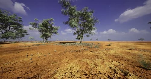 Desert Landscape with Sparse Trees and a Clear Blue Sky During Daylight