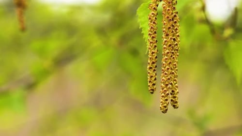 Männliche Kätzchen aus weißer Birke bewegen sich durch eine Brise. Pollen von Birkenblüten sind eine häufige Allergene in der Luft