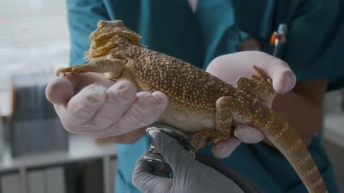 Veterinarian Examines Bearded Dragon with Stethoscope