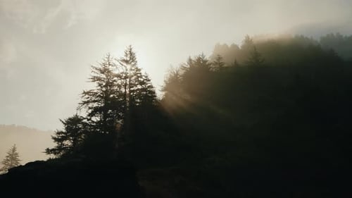Sonnenstrahlen scheinen durch den Morgennebel über dem friedlichen Wald