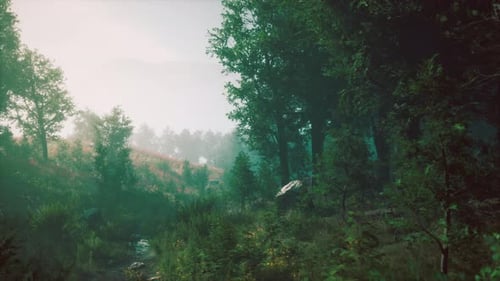 Forest in Autumn Morning Mist