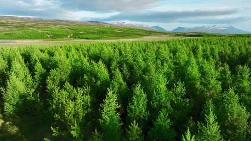 Coniferous Forest in Iceland Summer Scenic Landscape Aerial View Drone Fly Over Colorful Pine Trees