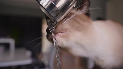 Close Up Slow Motion of Cat Licking Water Stream from Faucet with Tongue and Whiskers Visible in