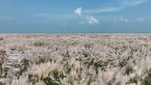 Aerial view of a field of white reeds, Bangladesh.