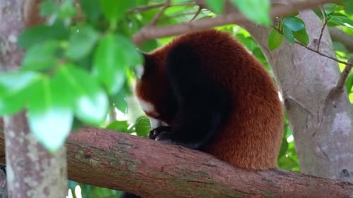 Red Panda on Branch in Tropical Forest