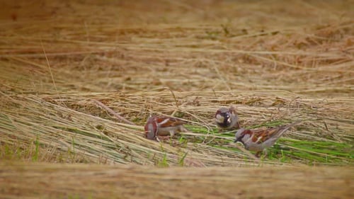 Birds Foraging for Food 4k