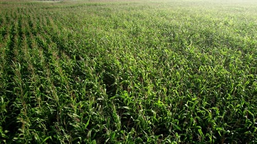 Footage top view of cornfield.