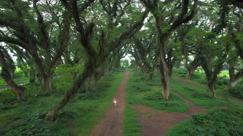 Woman Run in Forest Path Surrounded By Tall