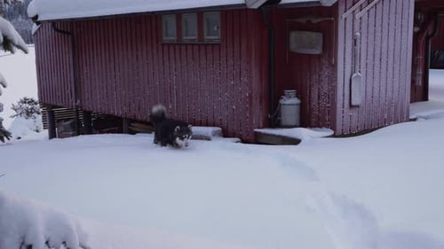 Siberian Husky Running On Thick Snow-Covered Ground On A Rural Village. Tracking Shot