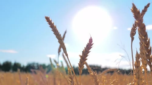 Closeup of Golden Wheat Swaying in a Field Against the Skies with the Bright Sun Beautiful Morning