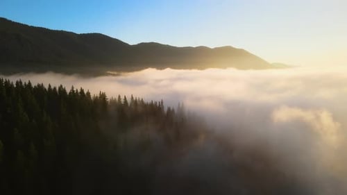 Aerial View of Foggy Evening Over Dark Pine Forest Trees at Bright Sunset