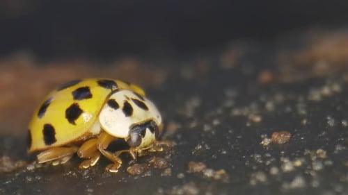 Yellow Ladybug with Black Spots in Close Up