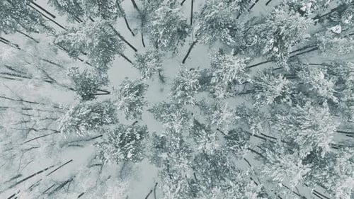 Aerial view from top to bottom Flyover shot of spruce and pine forest in winter.