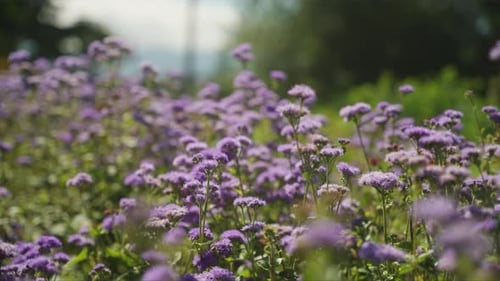 Amazing gimbal shot of purple flowers with bugs and bees flying (Slow motion 30p)