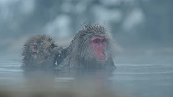 Mamá relajada, un mono de nieve, siendo acicalada por un bebé en Misty ...