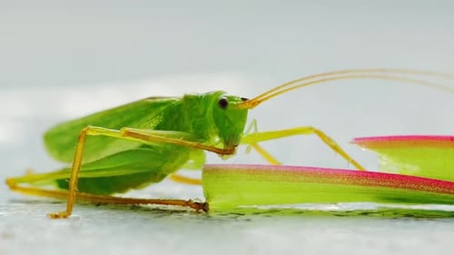 Close up grasshopper resting weak body grooming legs on leaf after recovery
