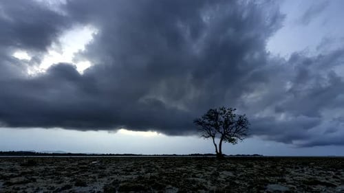 Lone Tree Silhouette Under Dramatic Sky