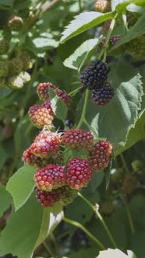Unripe bright purple blackberries in slight breeze, vertical video