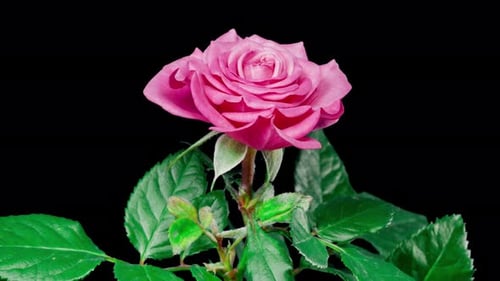 Timelapse de rosa crescendo em flor de botão a flor grande em fundo de folhas verdes