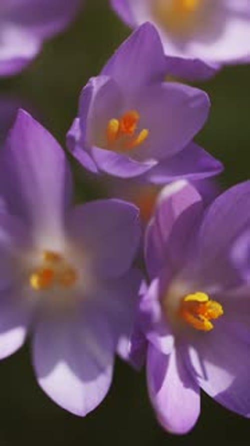 Flowering crocus spring flowers