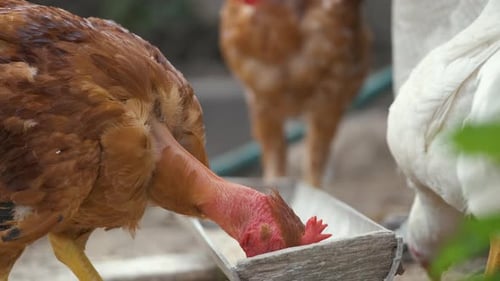 Chickens Eating Food from Wooden Trough