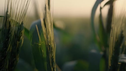 Green Spikelets Tendrils on Sunset Light Close Up. Unripe Wheat Ears Swaying